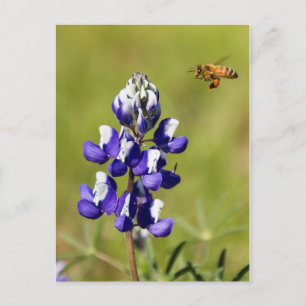 Busy Bee Contemplating a Wild Lupin Flower Postcard
