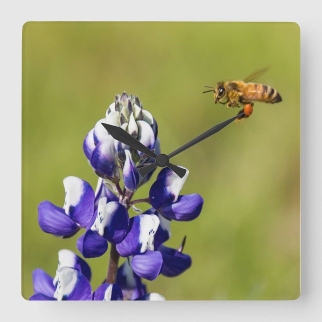 Busy Bee Contemplating a Wild Lupine Flower Square Wall Clock (Front)