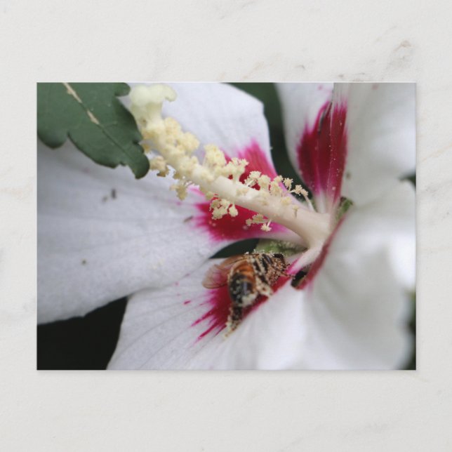 Busy Bee Hibiscus Pollen Party Postcard (Front)