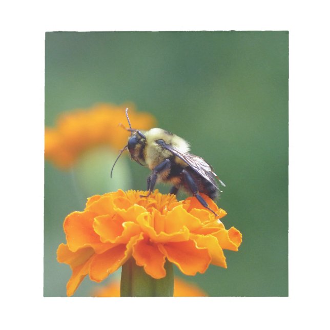 Busy Bee Notepad (Front)