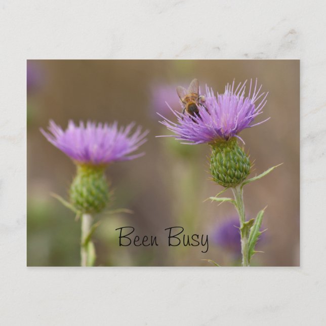Busy Bee On Purple Thistle Photograph Custom Postcard (Front)