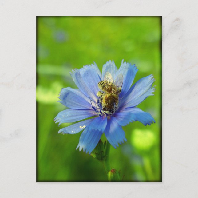 Busy bee postcard (Front)