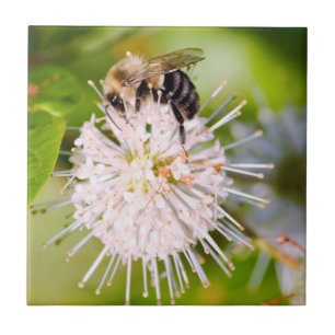 Busy Bee Tile