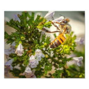 Busy Bee working hard Photo Print