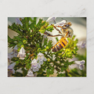 Busy Bee working hard Postcard