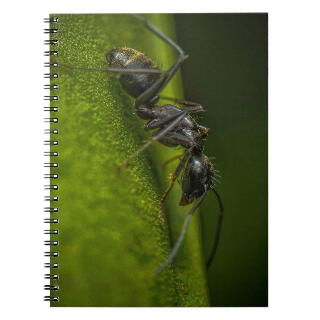 Busy Black Ant on a Green Leaf Notebook (Front)
