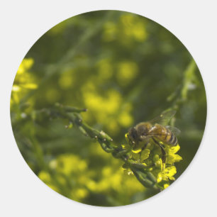 Busy Busy Bee Classic Round Sticker