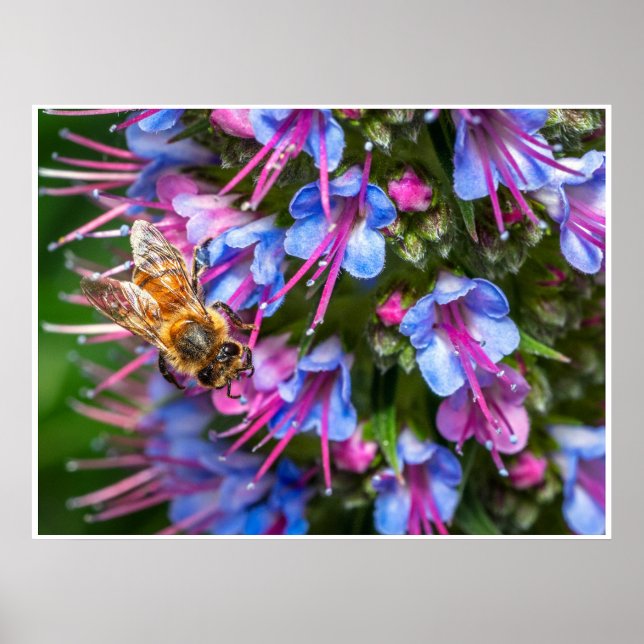 Busy Busy Bee Poster (Front)