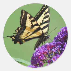 Busy Butterfly Stickers