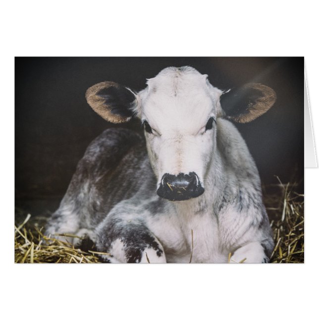 Busy Day Crop (Front Horizontal)