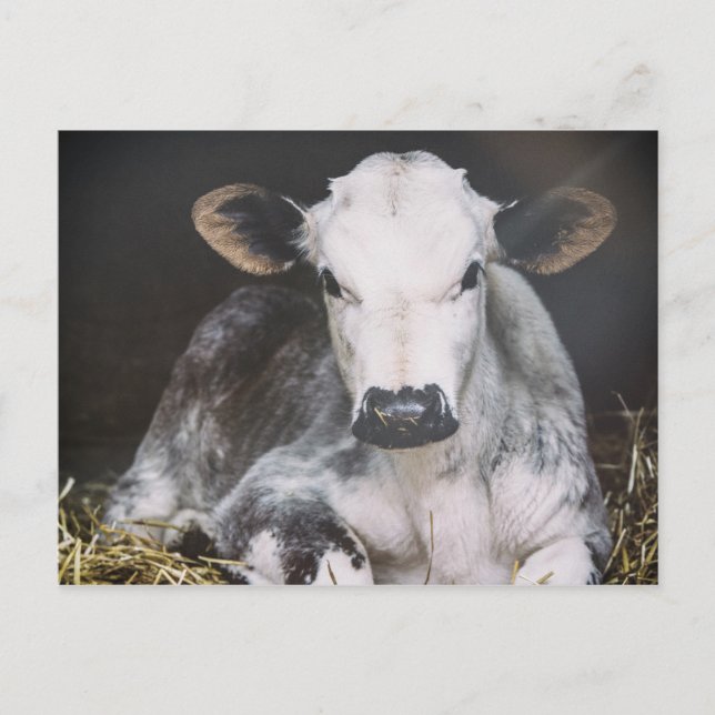 Busy Day Crop Postcard (Front)