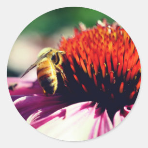 Busy Honey Bee Flower  Classic Round Sticker