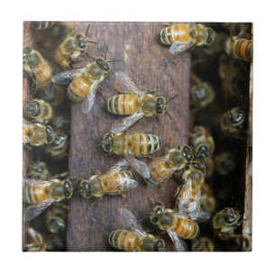 Busy honey bees at the hive tile