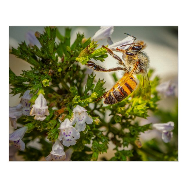 Busy Honeybee Pollinating Flowers – Nature Photo Poster (Front)