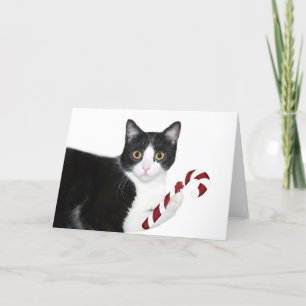 But I wanted catnip! Holiday Card
