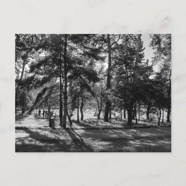 Bute Park on a Summer Afternoon. Cardiff Wales. Postcard (Front)