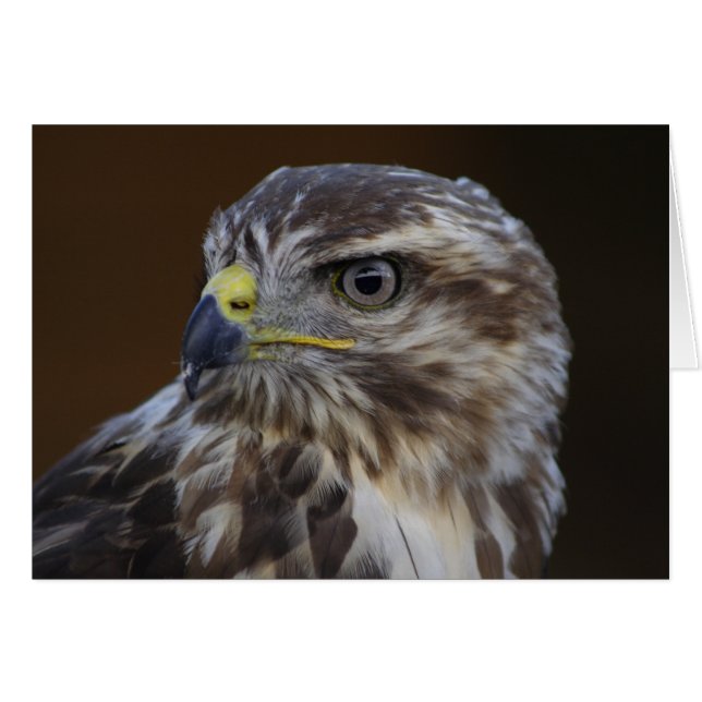 Buteo buteo (Front Horizontal)