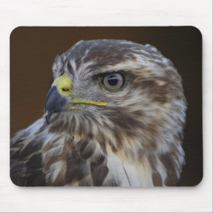 Buteo buteo mouse mat