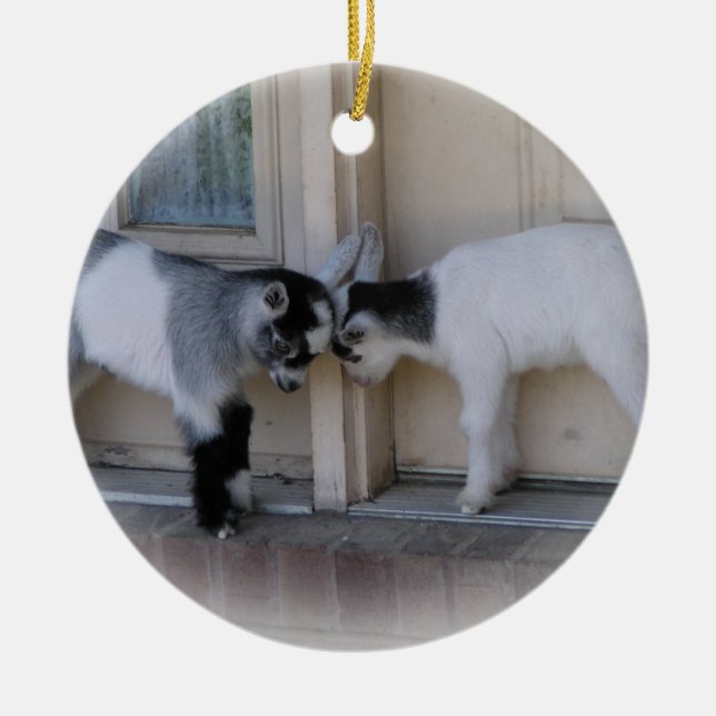 BUTT HEADS BABY GOATS CHRISTMAS ORNAMENTS (Front)