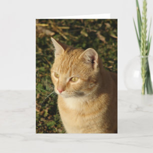 Butter the Kitten All Occasions Card