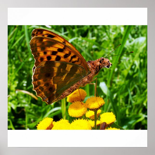 Buttercheeta poster (Front)