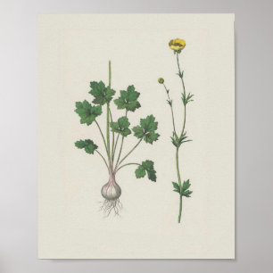 Buttercup Botanical Wildflower Poster