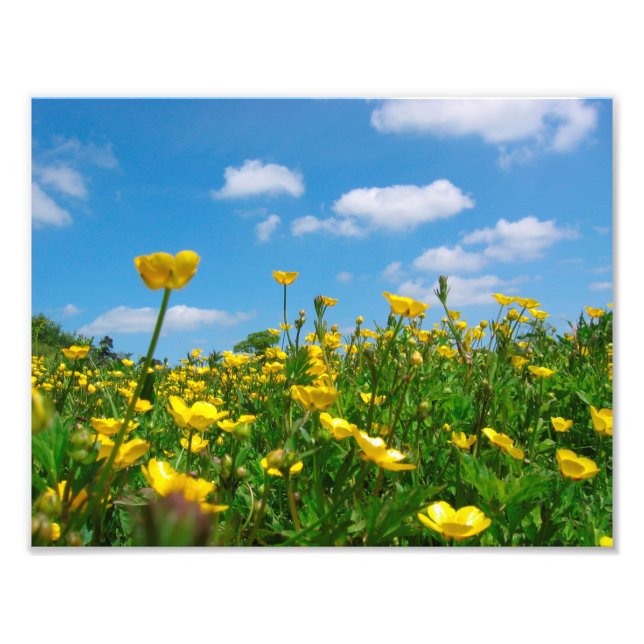 Buttercup Field Photo Print (Front)