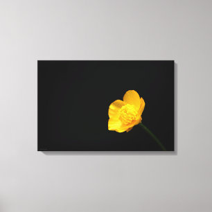 Buttercup Flower 24x16 (60x40cm) waccna Canvas Print