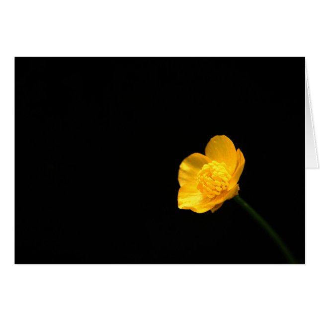 Buttercup Flower gccnm (Front Horizontal)