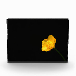 Buttercup Flower pbcnm Photo Block