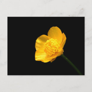 Buttercup Flower pccnm Postcard