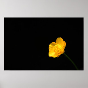 Buttercup Flower wapcn Poster