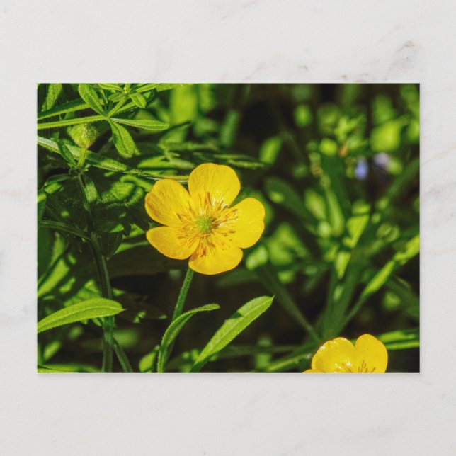 Buttercup Postcard (Front)
