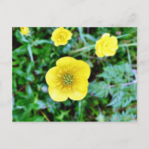 Buttercup Postcard