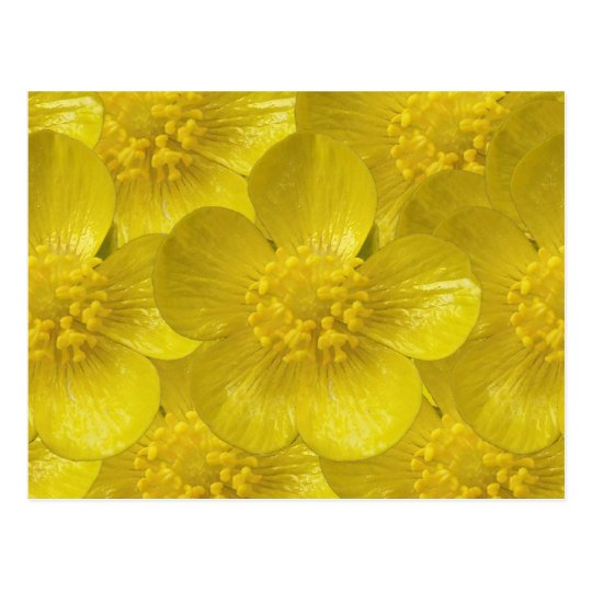 Buttercup Postcards