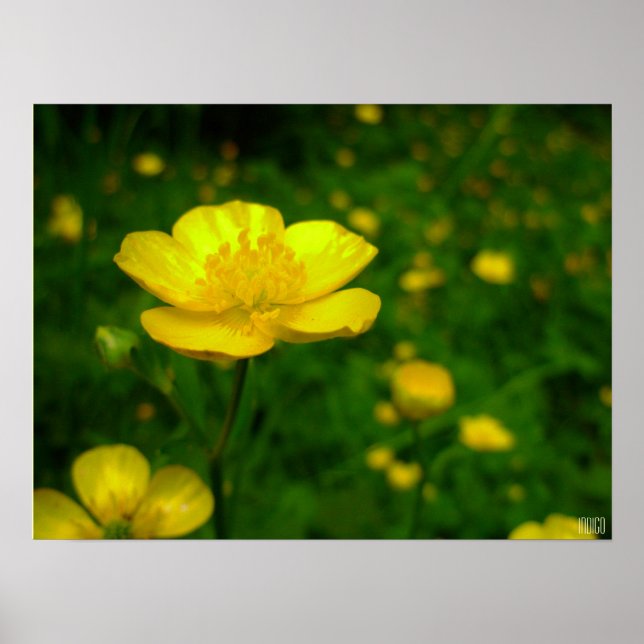 Buttercup Poster Print Wildfower Art Print (Front)
