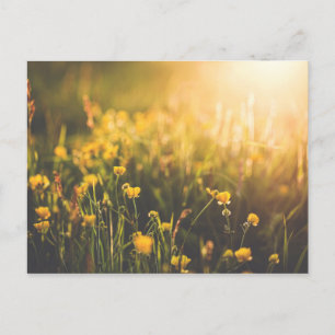 Buttercup Sundown Postcard