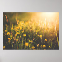 Buttercup Sundown
