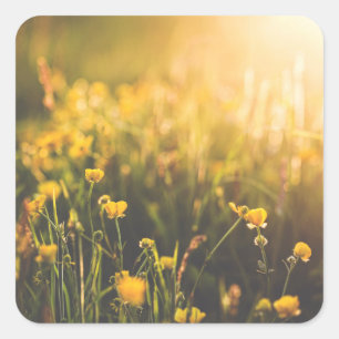 Buttercup Sundown Square Sticker