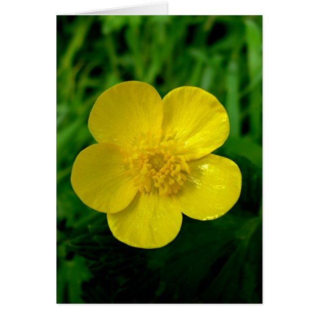 Buttercup - vertical (Front)