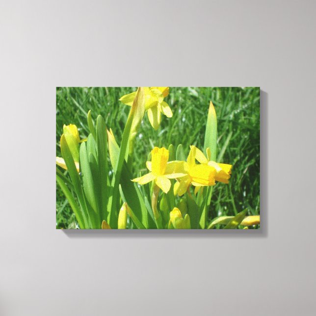 Buttercup Yellow Daffodils Canvas Print (Front)