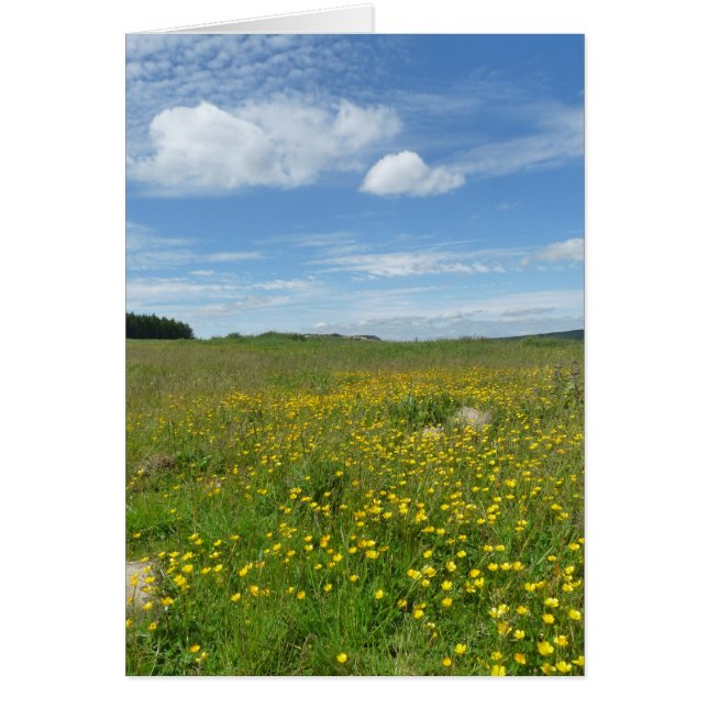 "Buttercups!" (Front)