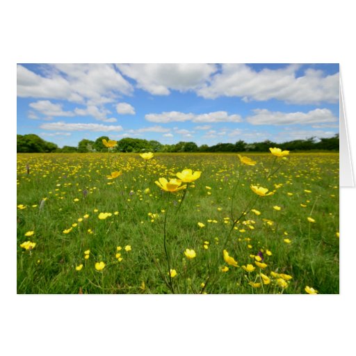 Image of Buttercups in English Meadow