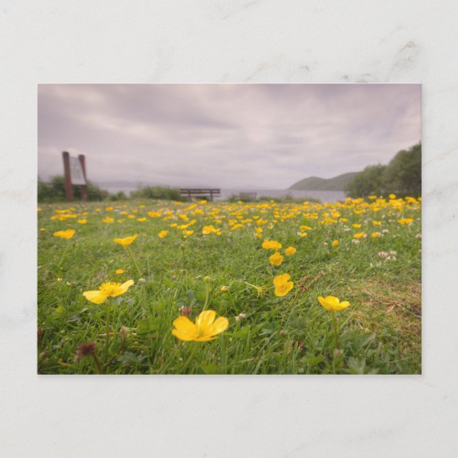 Buttercups in Scotland Postcard (Front)