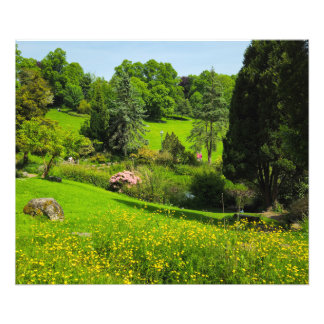 Buttercups photo print
