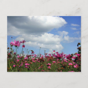 Buttercups Postcard