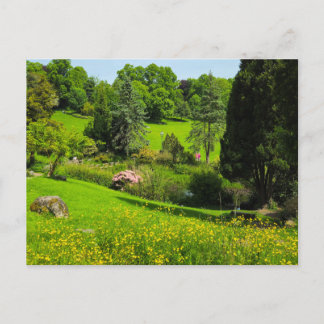 Buttercups postcard