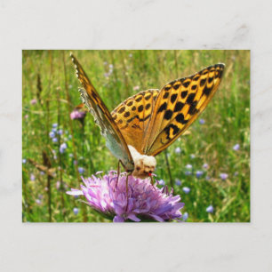 Butterdog Postcard