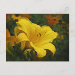 Buttered Popcorn Garden - Daylily Postcard