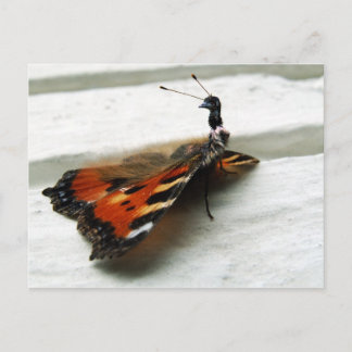 Butteremu Postcard